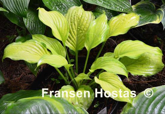 Hosta David Stone